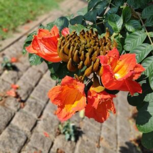 flora-lumbini-park
