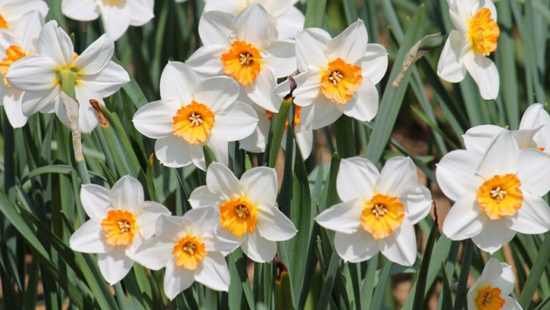 5 Stunning White-Themed Flower Bed Ideas for a Classic Garden