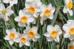 5 Stunning White-Themed Flower Bed Ideas for a Classic Garden