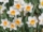 5 Stunning White-Themed Flower Bed Ideas for a Classic Garden