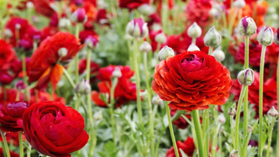 5 Gorgeous Red-Themed Flower Beds for a Bold Outdoor Look