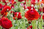 5 Gorgeous Red-Themed Flower Beds for a Bold Outdoor Look