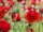 5 Gorgeous Red-Themed Flower Beds for a Bold Outdoor Look