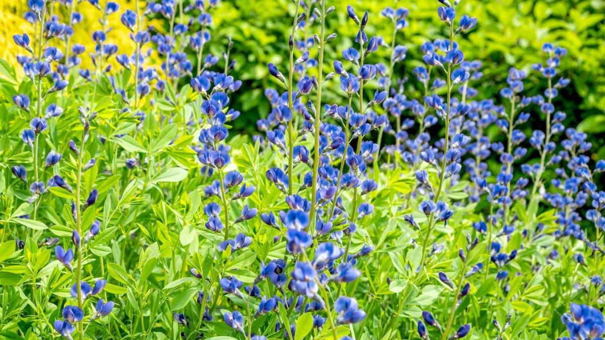 5 Beautiful Blue-Themed Flower Beds for a Unique Garden Vibe