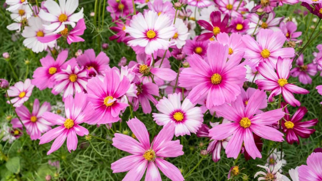 5 Gorgeous Pink-Themed Flower Beds for a Romantic Design