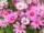 5 Gorgeous Pink-Themed Flower Beds for a Romantic Design