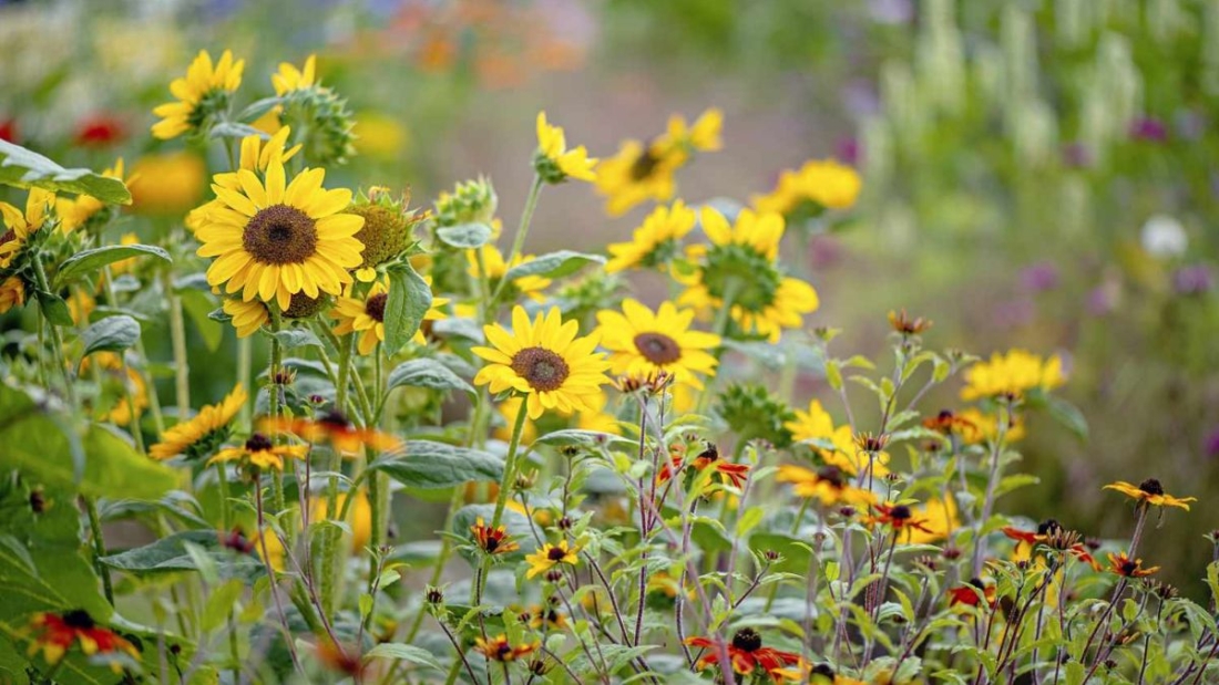 5 Stunning Yellow-Themed Flower Beds for a Bright Garden Glow