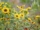5 Stunning Yellow-Themed Flower Beds for a Bright Garden Glow