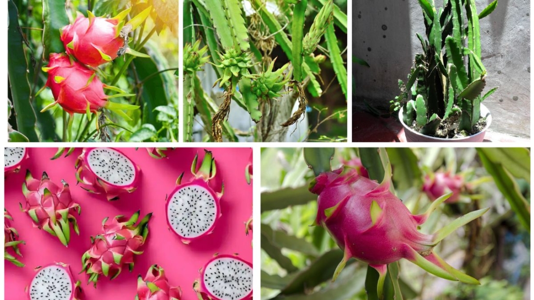 How to Grow a Dragon Fruit Plant at Home: A Complete Beginner’s Guide
