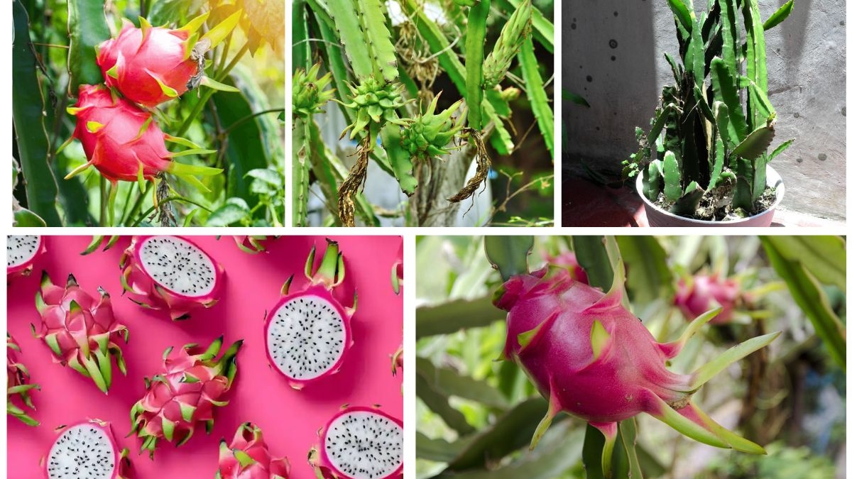 How to Grow a Dragon Fruit Plant at Home: A Complete Beginner’s Guide