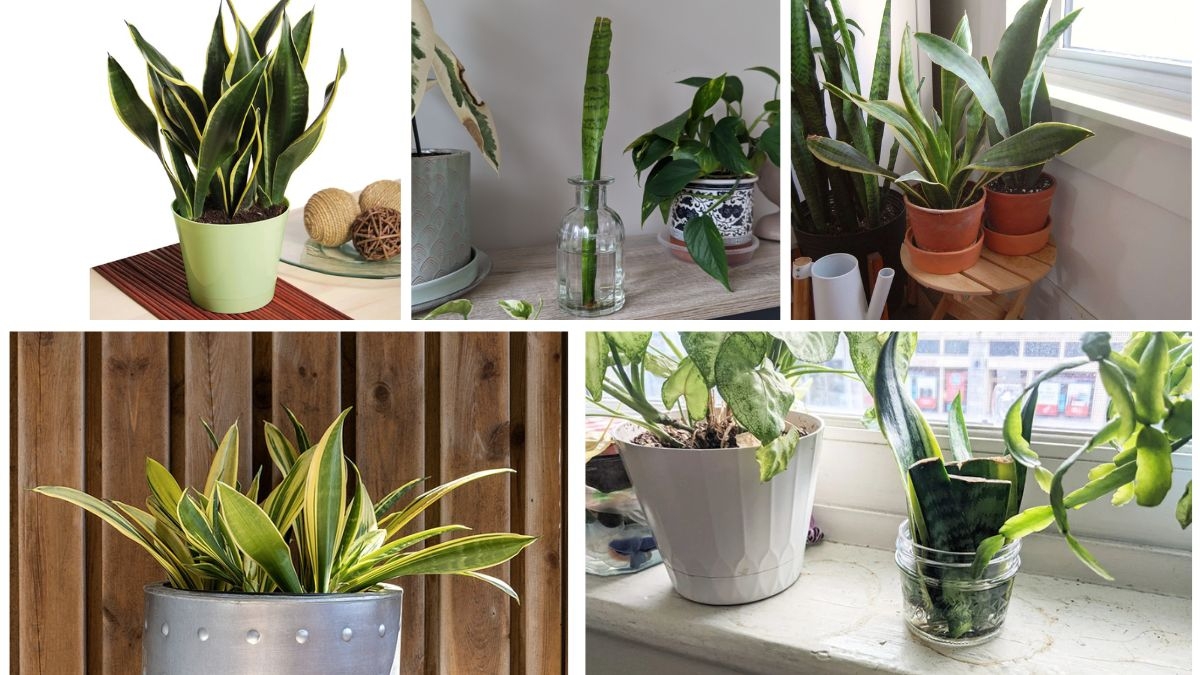 How Often to Water Your Snake Plant for Optimal Growth