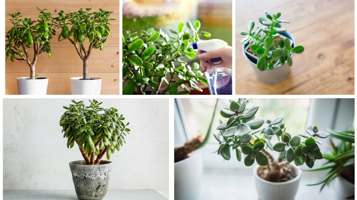 How to Care for a Jade Plant in Any Climate