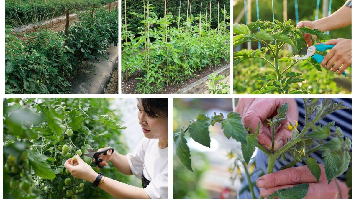 How to Prune Tomato Plants for Bigger, Better Fruit