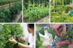 How to Prune Tomato Plants for Bigger, Better Fruit
