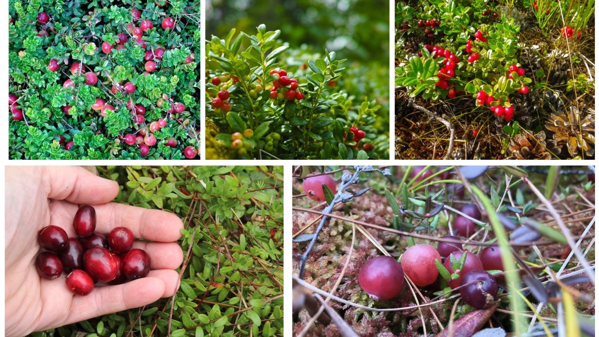 How to Grow a Cranberry Plant for Harvesting