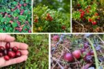 How to Grow a Cranberry Plant for Harvesting