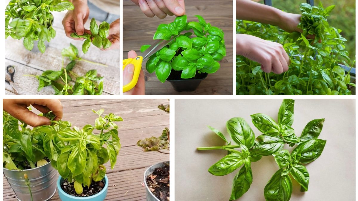 How to Cut a Basil Plant for Fresh, Flavorful Leaves