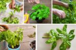 How to Cut a Basil Plant for Fresh, Flavorful Leaves
