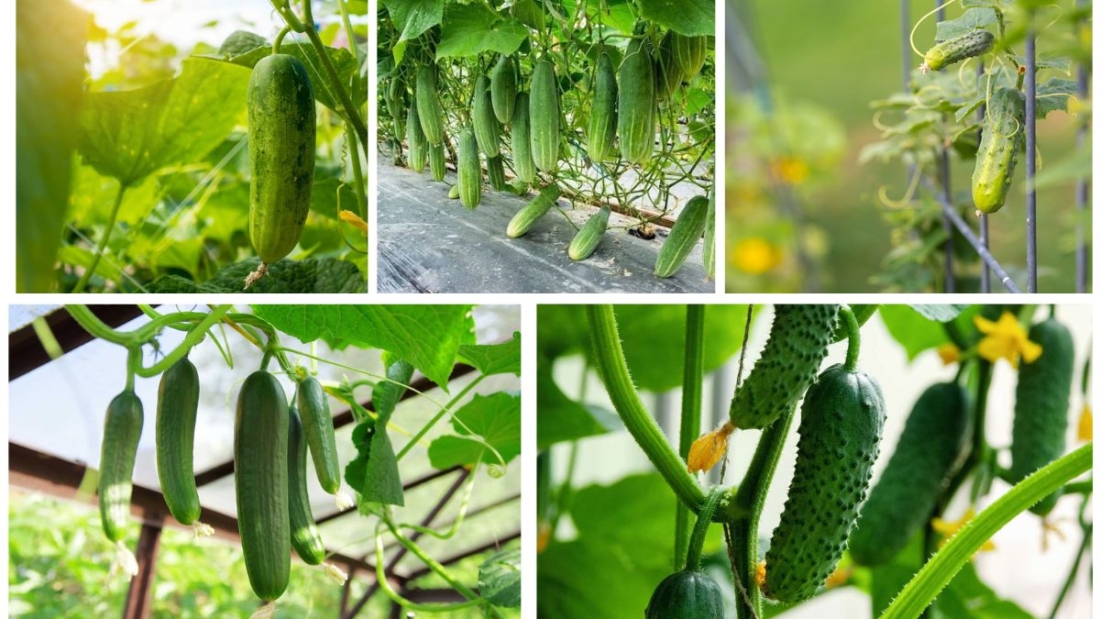 How to Grow Cucumber Plants for Refreshing Vegetables