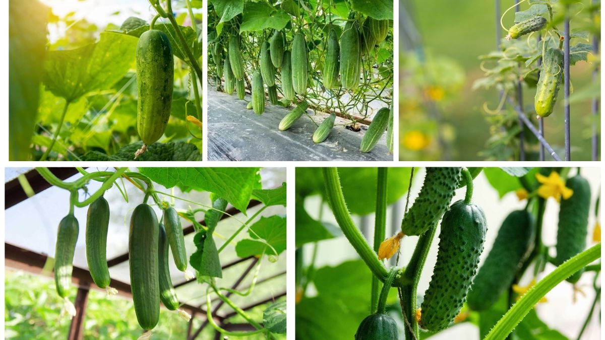 How to Grow Cucumber Plants for Refreshing Vegetables