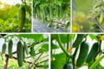 How to Grow Cucumber Plants for Refreshing Vegetables