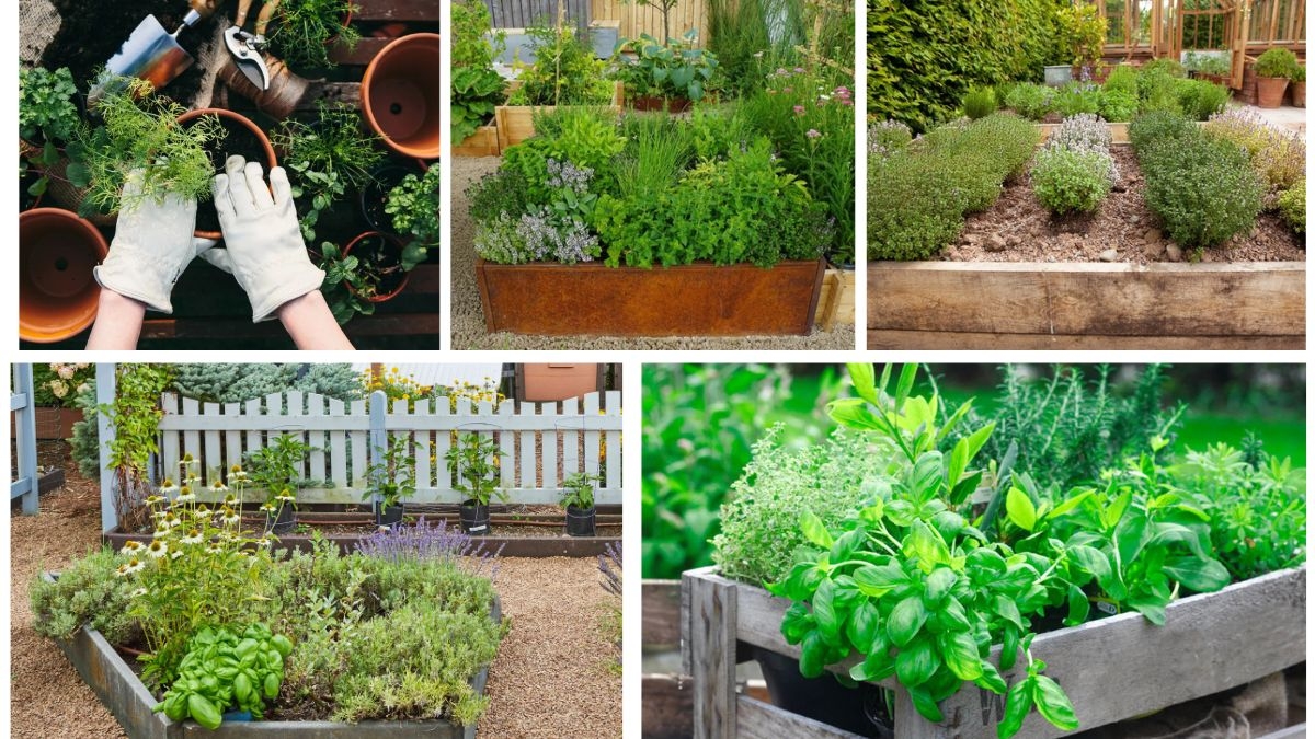 5 Low-Care Herb Garden Plants Perfect for Busy People