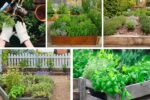 5 Low-Care Herb Garden Plants Perfect for Busy People