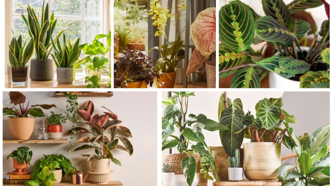 5 Unique Houseplants with Textured Leaves for Modern Décor