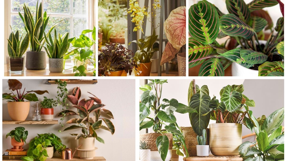 5 Unique Houseplants with Textured Leaves for Modern Décor