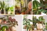 5 Unique Houseplants with Textured Leaves for Modern Décor