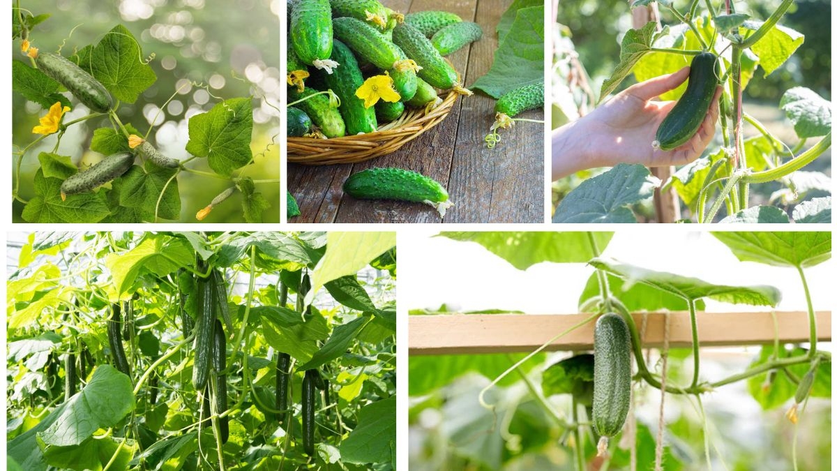 How to Plant Cucumbers for Crisp Summer Vegetables