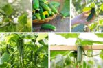 How to Plant Cucumbers for Crisp Summer Vegetables