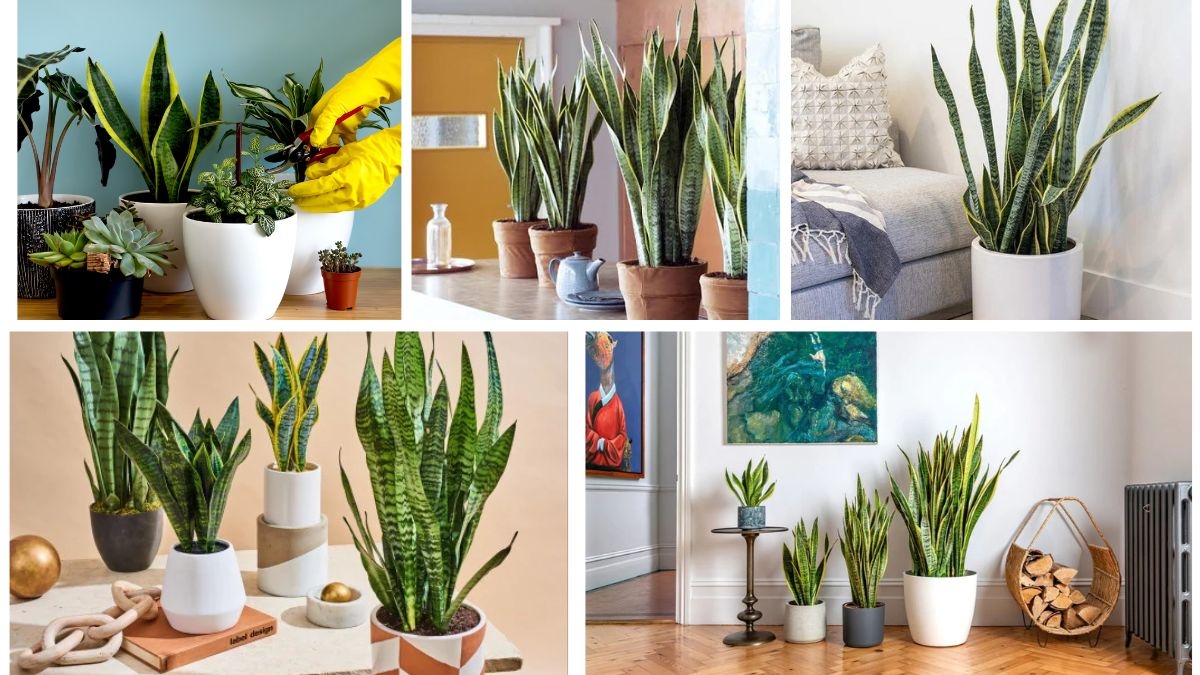 Snake Plant Care Tips to Keep It Looking Healthy