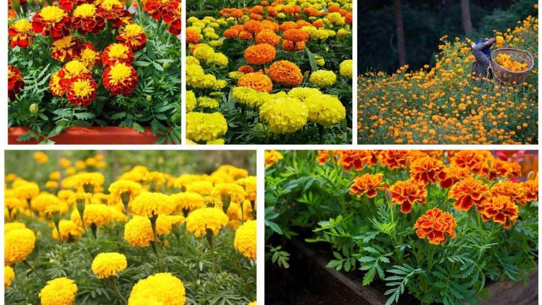 Step-by-Step Guide to Planting Marigolds for Colorful Gardens