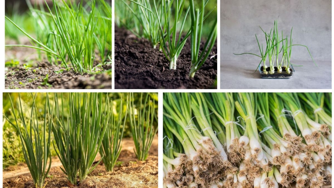 Growing Green Onions at Home for Fresh Cooking