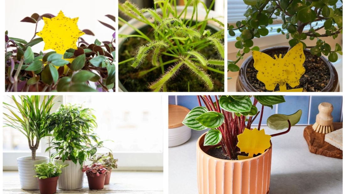 Easy Solutions to Eliminate Plant Gnats Indoors