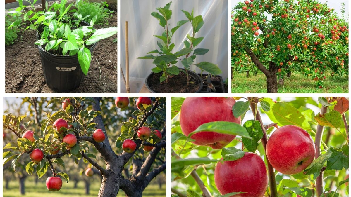 How to Grow Apple Trees from Seeds for Beginners