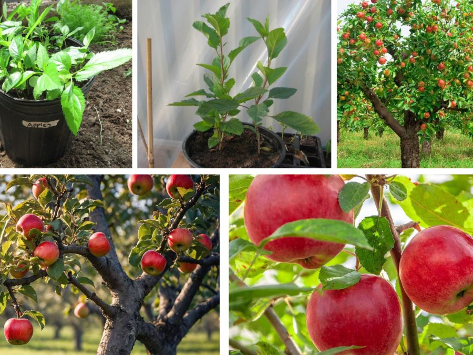 How to Grow Apple Trees from Seeds for Beginners