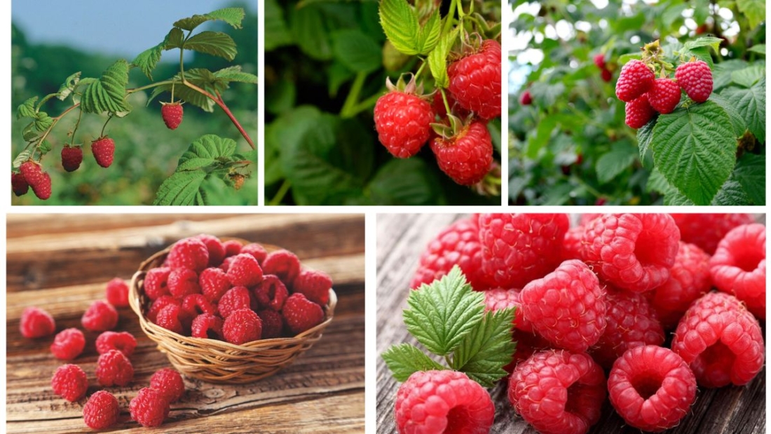 Growing Raspberries at Home for Sweet Treats