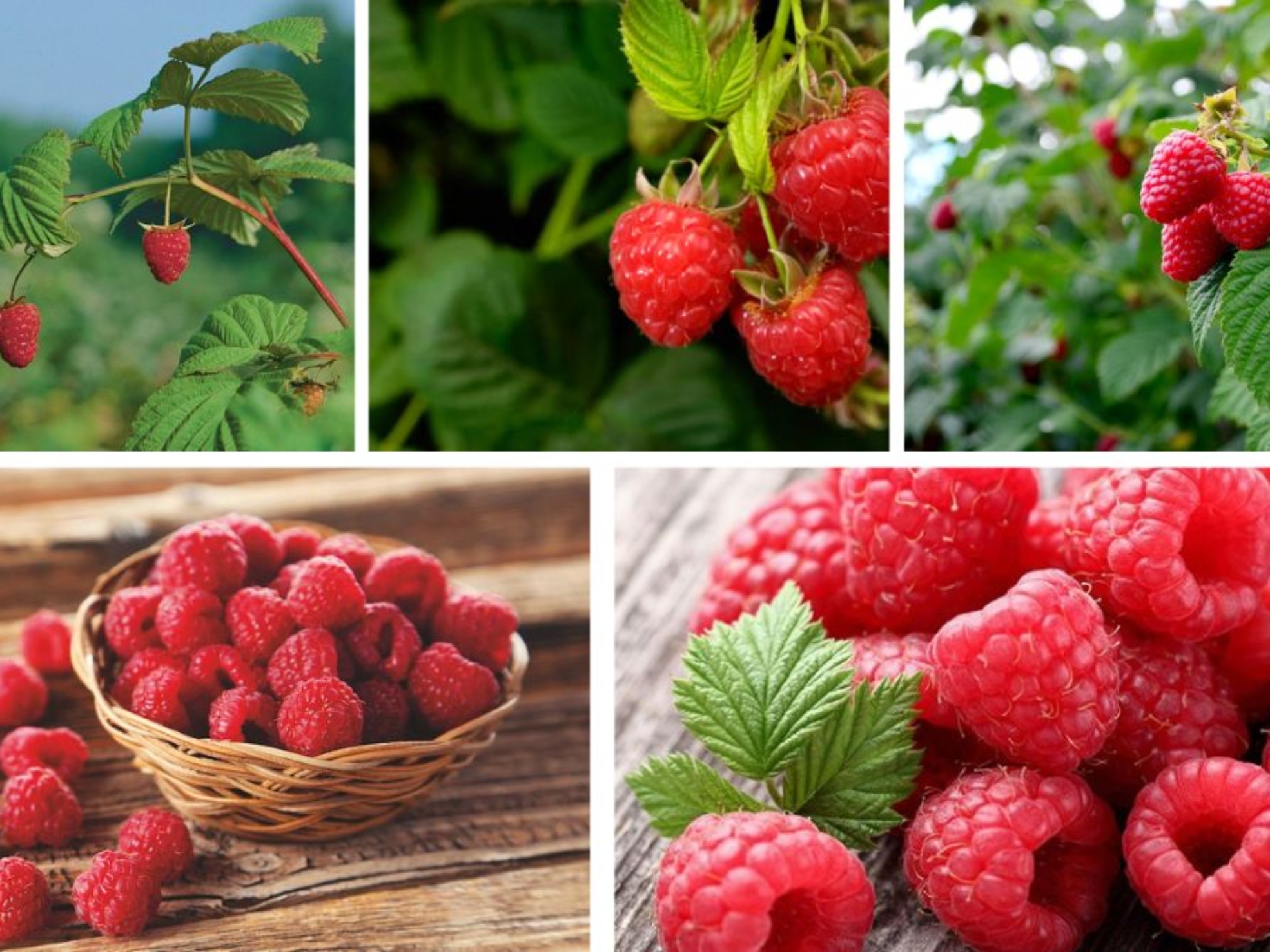 Growing Raspberries at Home for Sweet Treats