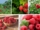 Growing Raspberries at Home for Sweet Treats