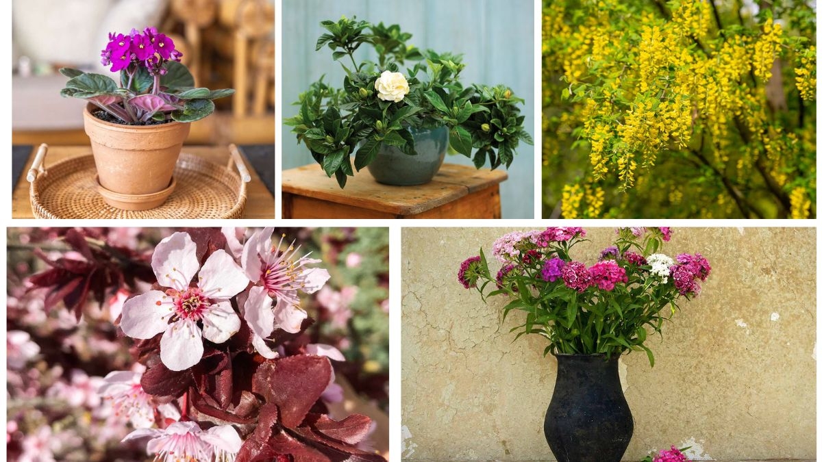 Flowering Indoor Trees That Add Fragrance and Charm