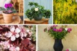 Flowering Indoor Trees That Add Fragrance and Charm