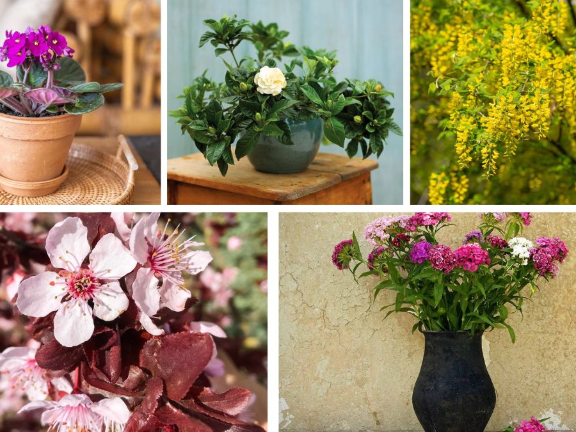 Flowering Indoor Trees That Add Fragrance and Charm