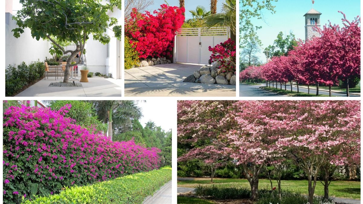Small Trees Ideal for Driveways and Entrances