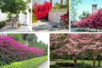 Small Trees Ideal for Driveways and Entrances