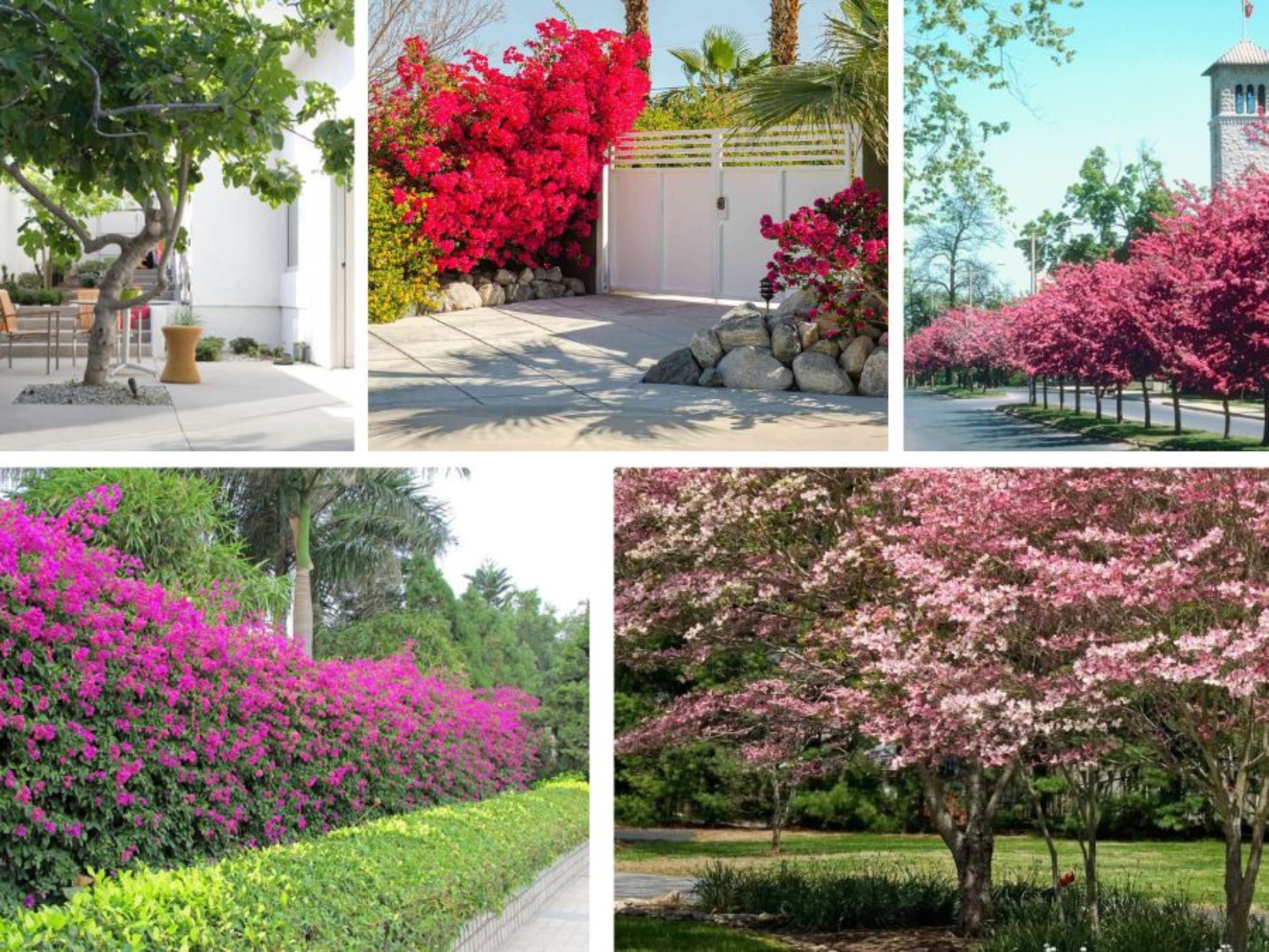 Small Trees Ideal for Driveways and Entrances