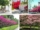 Small Trees Ideal for Driveways and Entrances
