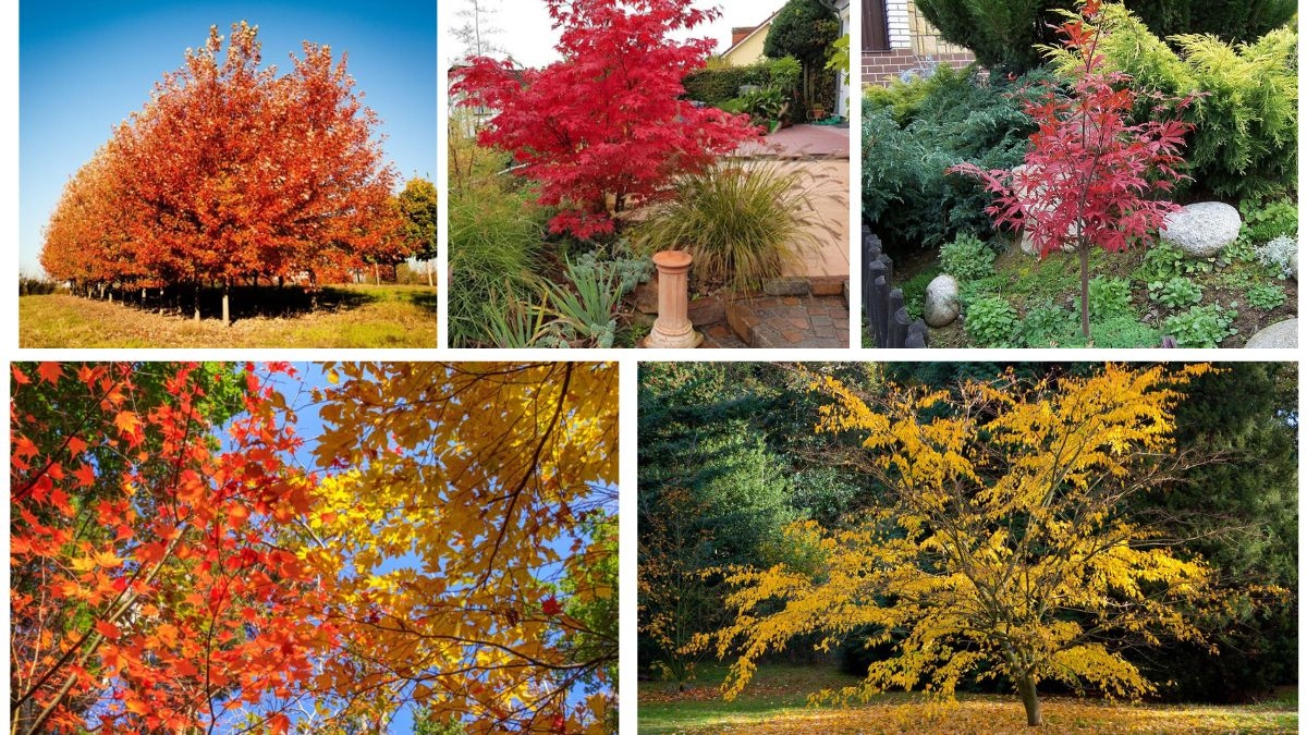 Trees That Bring Autumn Colors to Small Spaces