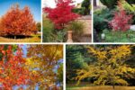 Trees That Bring Autumn Colors to Small Spaces